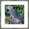 African Gray Framed Print