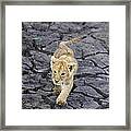 African Lion Cub Walking On Dry Framed Print