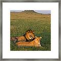 African Lion Panthera Leo Male Framed Print