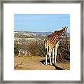 African Safari In Arizona Framed Print