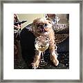 After A Long Day At The Vet, I Think Framed Print