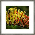 Agave Bloom Framed Print