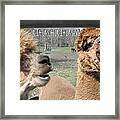 Ahahaha Alpacas Framed Print