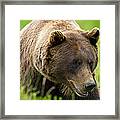 Alaskan Grizzly Framed Print