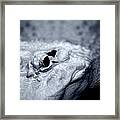 Albino Alligator Framed Print