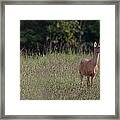 Alert Doe And Fawn Framed Print