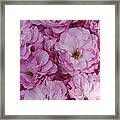 All In The Pink Framed Print