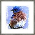 All Puffed Up Framed Print