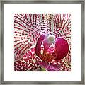 Alluring Orchid Framed Print