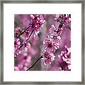 Almond Prunus Dulcis Trees Blooming Framed Print