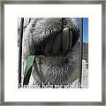 Alpaca Funnies Framed Print Alpaca Funnies Framed Print
