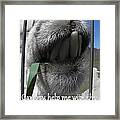 Alpaca Funnies Framed Print