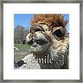 Alpaca Smile Framed Print