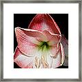 Amaryllis In Bloom Framed Print