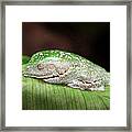 Amazon Leaf Frog Framed Print