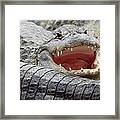 American Alligator Alligator Framed Print
