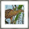 American Bittern Framed Print