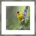 American Goldfinch - Peaceful Framed Print