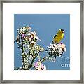 American Goldfinch Framed Print