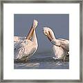 American White Pelican Pair Preening Framed Print