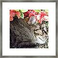 Amongst The Azaleas Framed Print