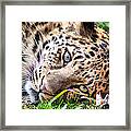 Amur Leopard Framed Print
