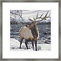 An American Elk, Or Wapiti, In The Snow Photograph by Michael Melford