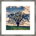 An #old #oak #tree Turning #green Framed Print