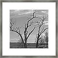 An Old Trees Framed Print