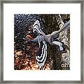 Anchiornis Huxleyi Framed Print