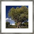 Ancient Olive (olea Europaea) Trees Framed Print