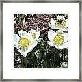 Anemone And Bee Framed Print