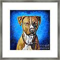 American Staffordshire Terrier Dog Painting Framed Print by Michelle Wrighton