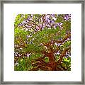 Angel Oak Tree1 Framed Print