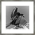 Anhinga Water Bird Framed Print