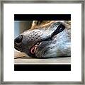 #animals #dog #dogs #dogstagram Framed Print