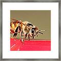 Another Bee Framed Print