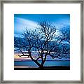 Another Favorite Tree Framed Print