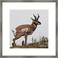 Antelope Critiques Photography Framed Print