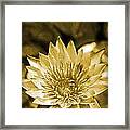 Antique Water Lily Framed Print