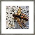 Apache Red Wasp Framed Print