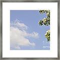 Apple Blossom And Blue Sky With Cloud In Spring Framed Print
