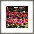 Araluen Botanic Gardens Tulips 3 Framed Print