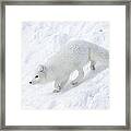 Arctic Fox Alopex Lagopus On Snow Drift Framed Print
