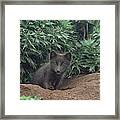 Arctic Fox Alopex Lagopus Pup At Burrow Framed Print