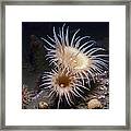 Arctic Sea Anemones Admiralty Inlet Framed Print