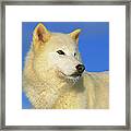 Arctic Wolf Canis Lupus Portrait Framed Print