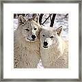 Arctic Wolves Close Together In Winter Framed Print