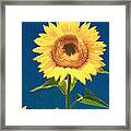 Artsy Sunflower Framed Print