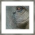 Asian Elephant Elephas Maximus Eye Framed Print